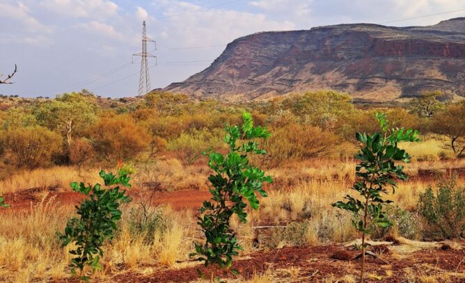 Bushy terrain of the Pilbara region in Western Australia with a mountain and power line in the background and three green plants in the foreground.