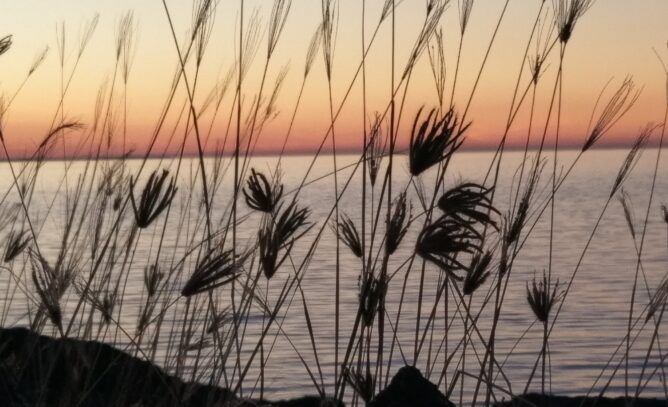 Shrub-covered coastal foreground overlooking the shoreline near Derby at dusk